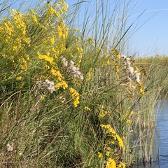 Senecio strictifolius