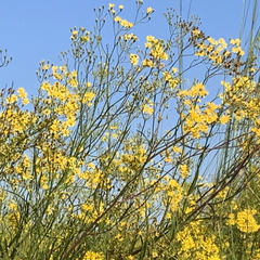 Senecio strictifolius