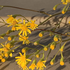 Senecio strictifolius