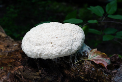Fuligo septica candida