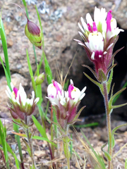 Castilleja densiflora
