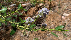 Ceanothus parvifolius