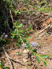 Ceanothus parvifolius
