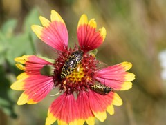 Acmaeodera mixta
