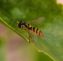 Sphaerophoria rueppellii