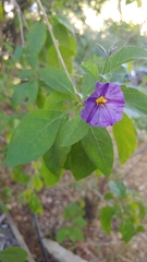 Lycianthes rantonnetii