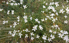 Leptosiphon floribundus