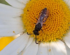 Sapyga quinquepunctata