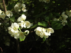 Philadelphus pekinensis
