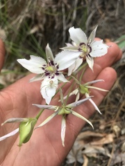 Calochortus lyallii