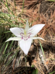 Calochortus lyallii