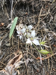 Calochortus lyallii