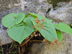 Oresitrophe rupifraga