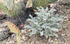 Astragalus coccineus