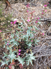 Penstemon clevelandii connatus