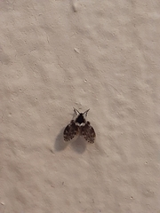 Lepiseodina conspicua