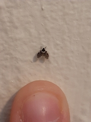 Lepiseodina conspicua