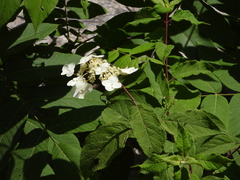 Hydrangea bretschneideri