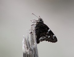 Codatractus bryaxis
