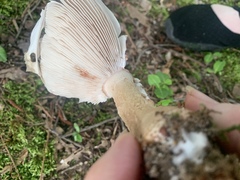 Amanita
