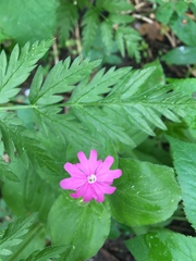 Silene dioica