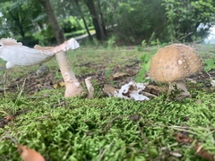 Amanita
