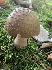 Amanita