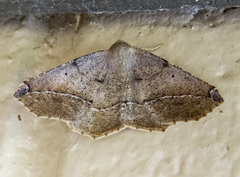 Prochoerodes forficaria