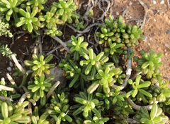 Senecio abbreviatus