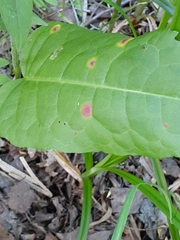 Puccinia phragmitis