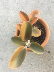 Kalanchoe orgyalis