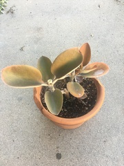 Kalanchoe orgyalis
