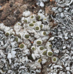 Texosporium sancti-jacobi image