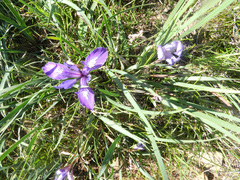Iris macrosiphon