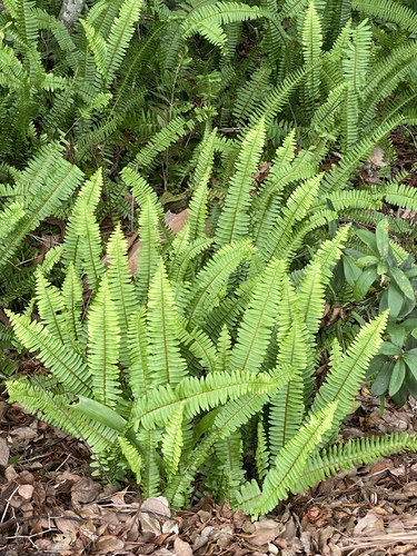 Nephrolepis cordifolia