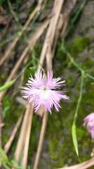 Dianthus longicalyx