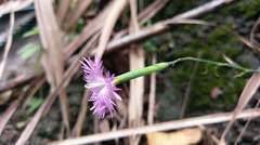 Dianthus longicalyx
