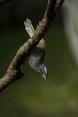 Saltator coerulescens image
