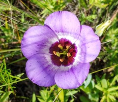 Eustoma russellianum