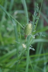 Carex squarrosa