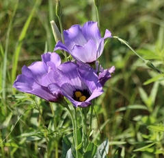 Eustoma russellianum