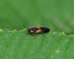 Ampedus areolatus