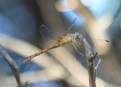 Sympetrum ambiguum