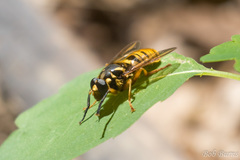 Temnostoma excentrica