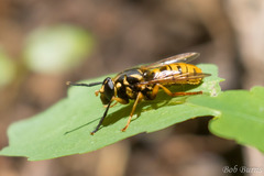 Temnostoma excentrica