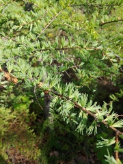 Larix laricina image