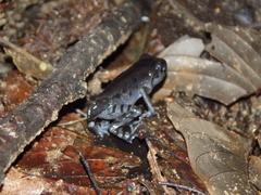 Leptobrachium