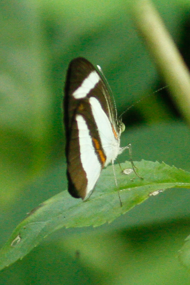 Itaballia marana
