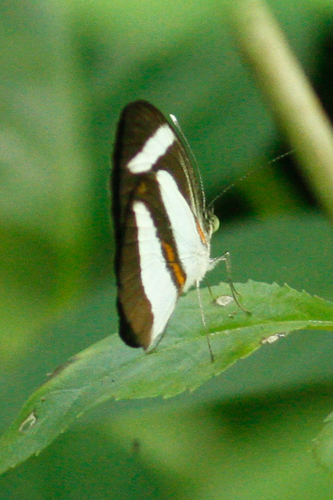 Itaballia marana