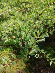 Larix laricina image